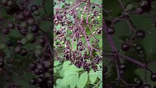 We finally get to try our elderberries this year!