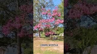 ANG GANDA TALAGA NG PUNO NA TO PATI FLOWERS #crepemyrtle #tree #flowers #viral #shorts #shortsfeed