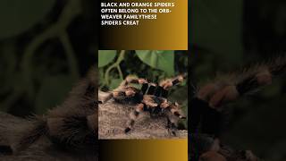 Web of Shadows ||spiders 🕷️ |discover with sabi #viral #youtube #spider