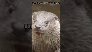 Otter vs Snake: Who Will Win? #otter #snake