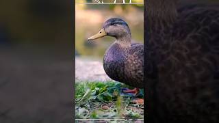 Duck - Wild Animals #shorts #wildlife #duck