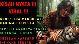 KISAH NYATA!!!VIRAL| HARIMAU TERLUKA YANG DIBANTU MAK SARTI SEORANG NENEK TUA