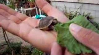 Baby tortoise eating