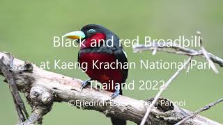 The Black and red Broadbill