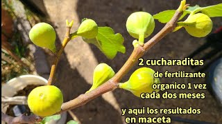 mas fruto.con fertilizante organico en macetas 1 vez cada 2 meses de 1 a 2 cucharaditas