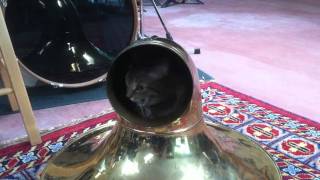 Neighborcat and the Tuba