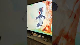 Its actually cute tho 🤭🐶🐭🐱#throwback #dogtv #dogwatchingtv #tomandjerry #cartoon #fypシ゚viral