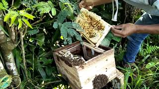 Cara sederhana panen lebah madu budidaya