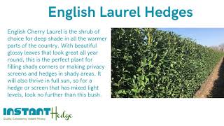 Benefits Of Planting English Laurel Hedges