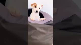 Cute little dog playing peekaboo with owner 😍😍 #funnyanimals #funnydogs