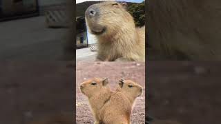 капибара #тихий55 #capybara #рекоминдации #капибара