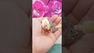 Handfeeding Baby Birds / RESCUE ❤️ #shorts