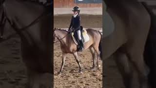 Connemara pony walk! Super Tonno #equestrian #horse #horseriding #jumping #edit