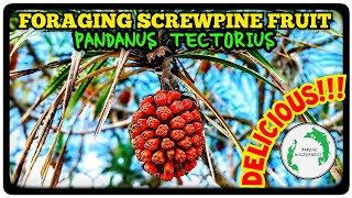 Foraging and Eating Screwpine Fruit (Pandanus Tectorius)