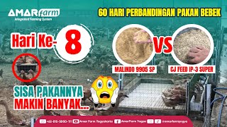 Part #8 | 60 HARI PERBANDINGAN PAKAN BEBEK | Malindo 9905 SP Vs CJ Feed IP-3 Super