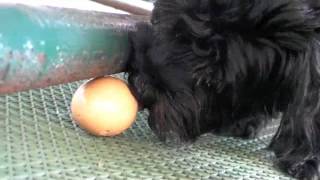 Amos eats an egg