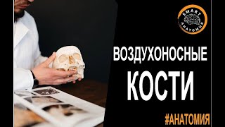 SmartLearn: Вячеслав Варенцов  "Воздухоносные кости"