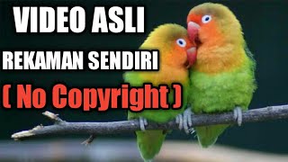 Backsound Suara Burung No Copyright Untuk Drama Pedesaan