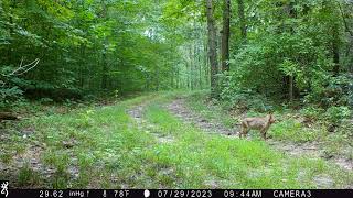 A bobcat hunting