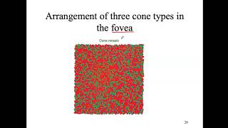 bio4_Module10_ch 17_Senses part 7