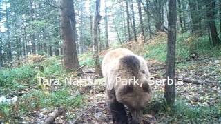 Tara National Park Dancing Bears