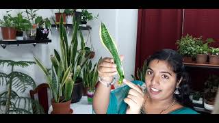 Snake plant care (English language)