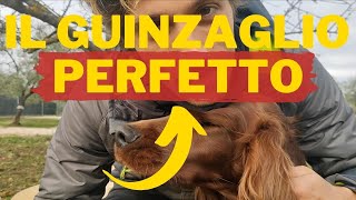 Ho costruito il GUINZAGLIO PERFETTO!