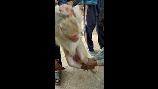 Kidnapping Monkey in Village by Monkey Trappers