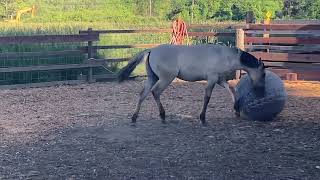 Fierro the Kiger mustang playing with a ball.