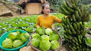 Harvest Bananas, Cabbage Goes to market sell - Take care of the pet | Ly Thi Tam