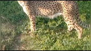 #Dubai #Cheetah sitting on top of the roof #Dubai Safari Park # Part -7