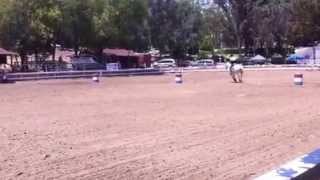 Horse Tryout