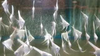 Pterophyllum Sc. Platinum High Fin