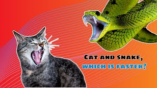 Cat and snake, which is faster ? Pets funny moments video compilation| Pets Cute Funny Moments