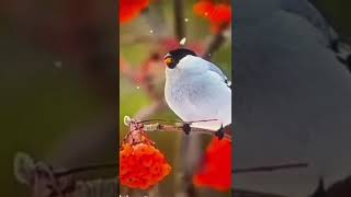 cute bird