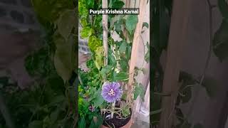 Krishna kamal|| purple passion flower#shortsyoutube #shorts #viral #plantlife#outdoorgarden