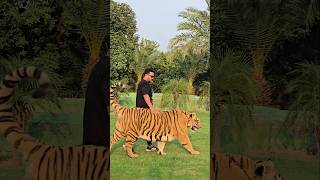 Big Bengal Tiger Walks In Chain | Nouman Hassan