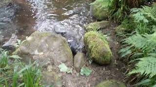 Low Mill To Church House Along The River Dove Walk North Yorkshire UK