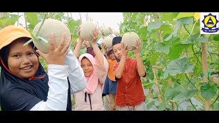 Al Hijrah Agro Wisata Ke Kebun Melon