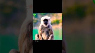 Cute Monkey | Primat Sound Wild Animals #shorts #wildlife #cute