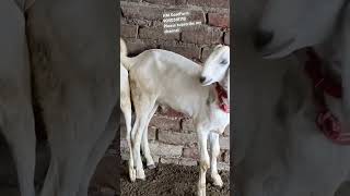 #mewatibakra #trending #sirohigoat#beetalbakra #beetalgoats#viralshort