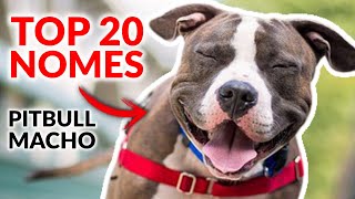 TOP 20 Nomes para Pitbull Macho