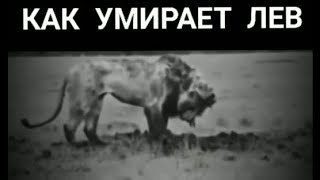 Как умирает Лев