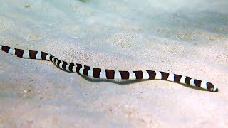 Harelequin Snake Eel