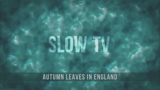 SlowTV - Autumn Leaves in England