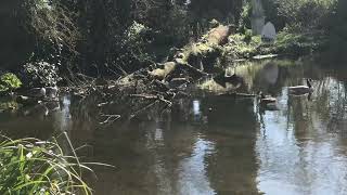 Ducks enjoying Life in Lake || Duck Swimming the Lake ||