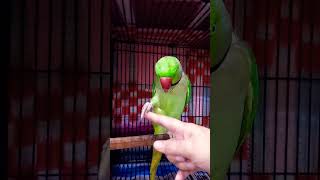 Parrot 🦜 voice @ParrotX2 #parrot