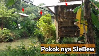 mancing belut sore disamping kandang ayam pokok nya SLebeW🤣