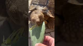 Can you count how many bites it took?  BOB VS CACTUS 🌵 🐢 #shorts #ytshorts #tortoise #asmr