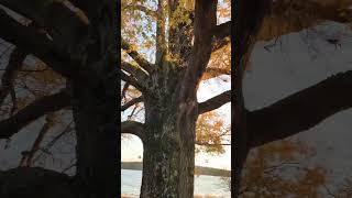 Willow Oak at Jordan Lake NC #shorts #cinematic